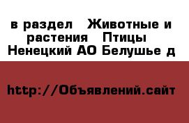  в раздел : Животные и растения » Птицы . Ненецкий АО,Белушье д.